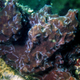 The host sponge (Petrosia) where several posterior ends of one specimen of the worm Ramisyllis multicaudata can be seen as white lines crawling on the sponge’s surface.